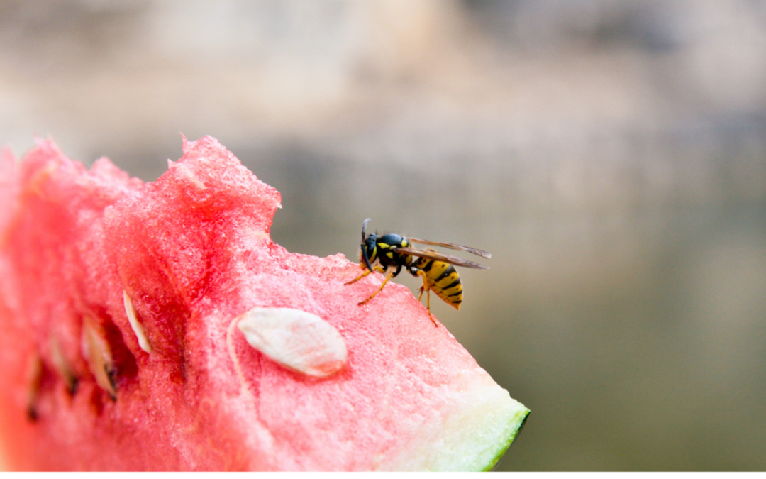 Astuces naturelles pour déjeuner en paix