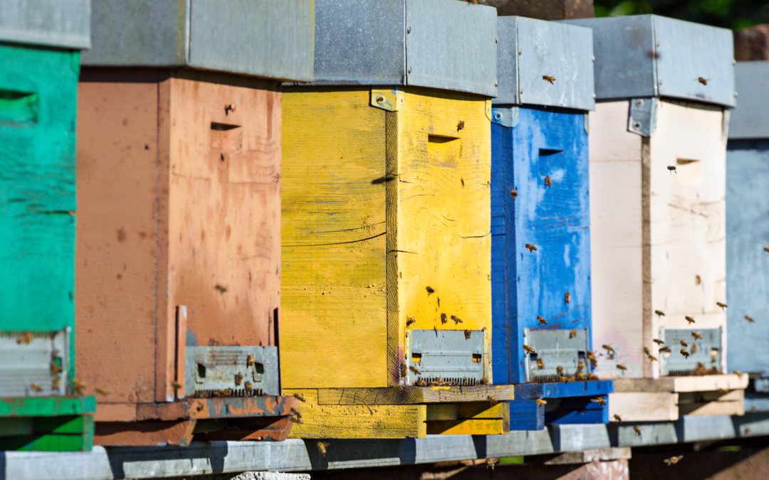 7 – 19 – 21 juin // Atelier p’tits détectives : De la ruche au miel