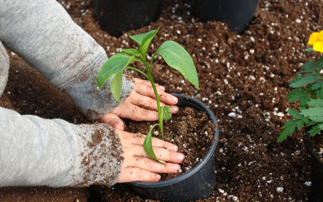 1 – 15 – 20 mars // Atelier p’tits jardiniers : La rentrée au jardin !