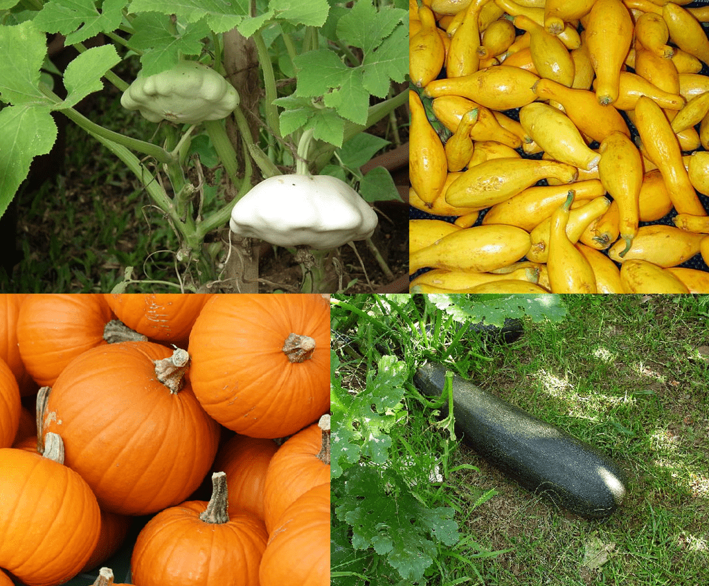 Diverses variétés de Cucurbita pepo, dans le sens horaire: pâtissons, courges cou tors courgette et citrouilles.