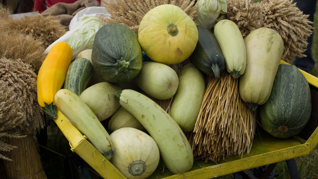 Diverses variétés de courgettes