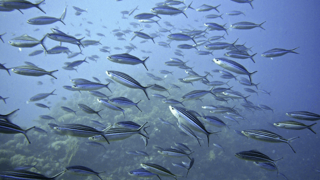 Image d'illustration utilisée pour habillé un article parlant de la problématique de surpêche. L'article détail, de manière succincte, comment le consommateur peut faire pour s'y retrouver, s'il veut continuer de consommer du poisson de manière durable et éthique.